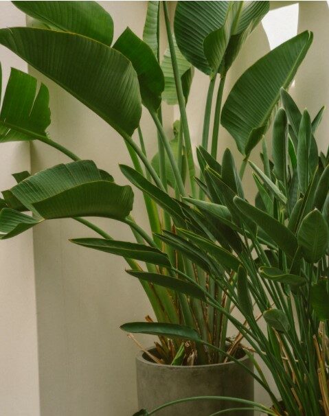 grote kamerplant strelitzia paradijsvogelplant