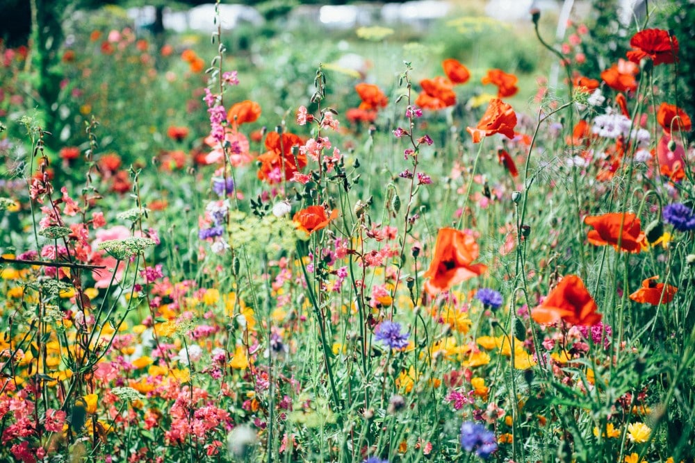 3 (budget)tips om uw tuin of balkon zomerklaar te maken