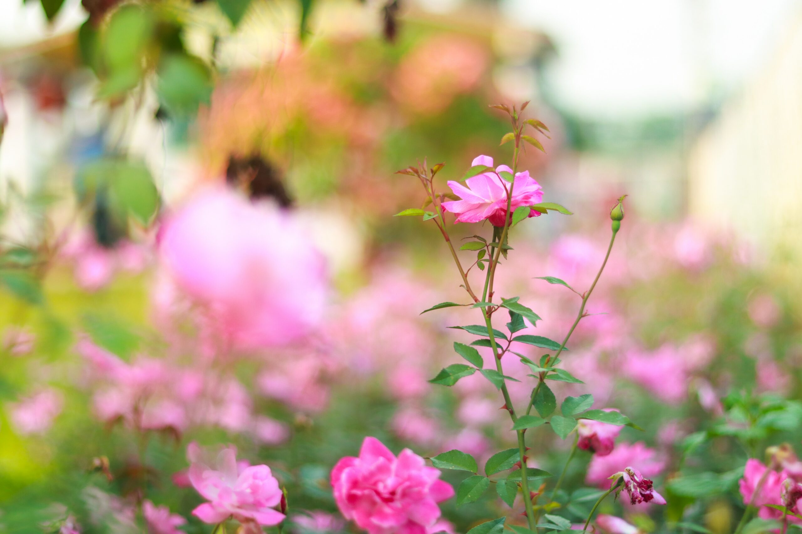 5 tips voor een comfortabele en veilige tuin
