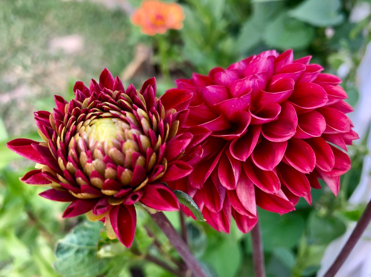 Waarom tuinplanten online bestellen een goed idee is (of toch niet?)