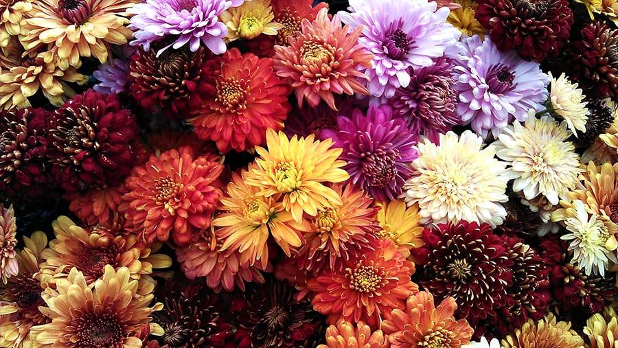 chrysant