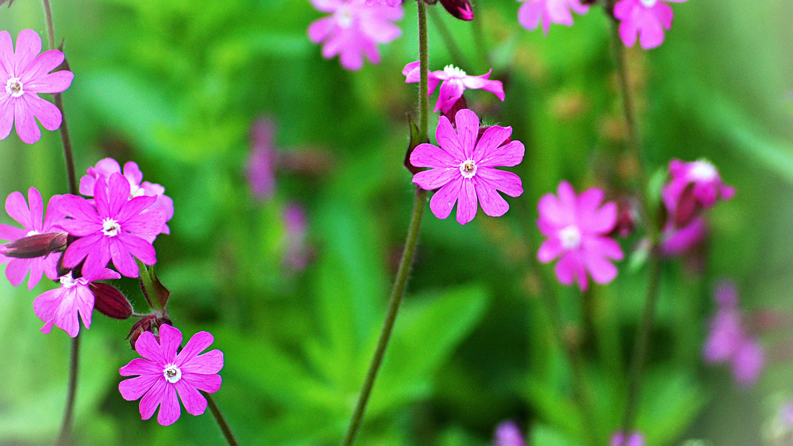 Zo maakt u een onderhoudsvrije tuin (vol groen en bloemen!)