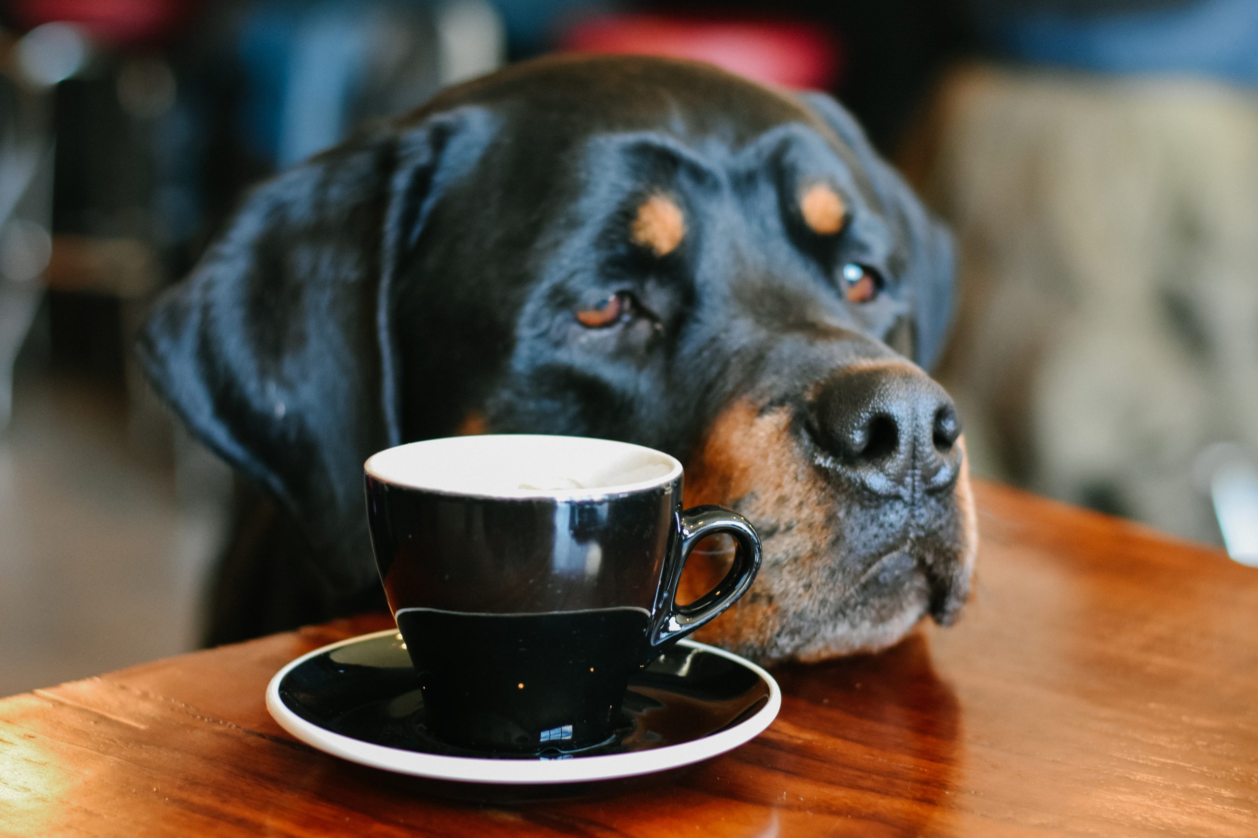 Is de zorg voor uw huisdier lastig? Dierenbuddy’s kunnen u helpen!