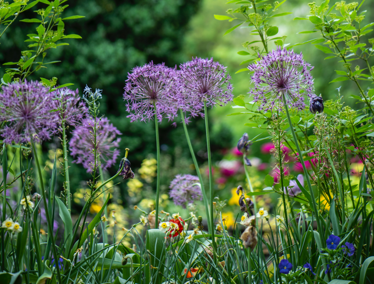 5 tips voor een onderhoudsvriendelijke tuin
